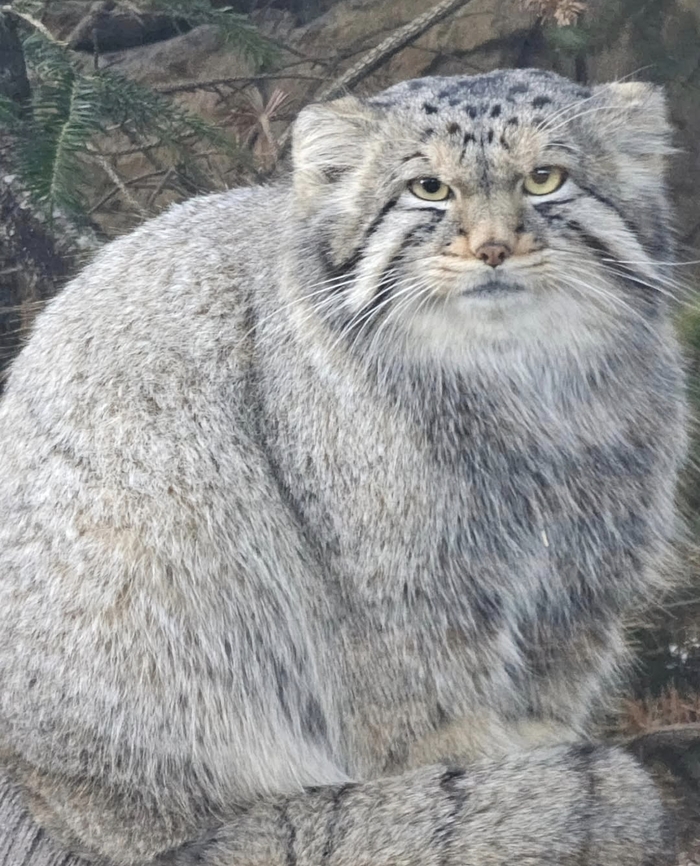 Пушистый шарик