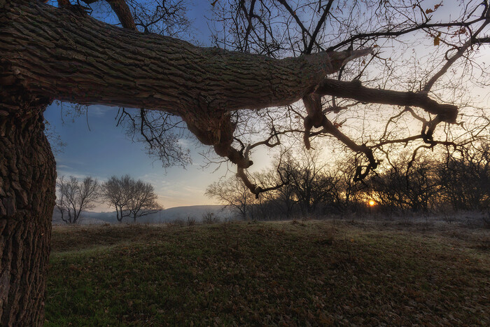 Утро на опушке