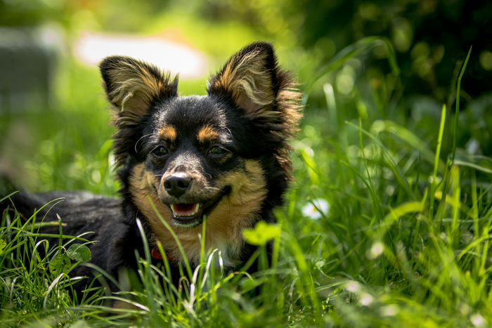 Ответ atomicledokol в «Довольная собака»