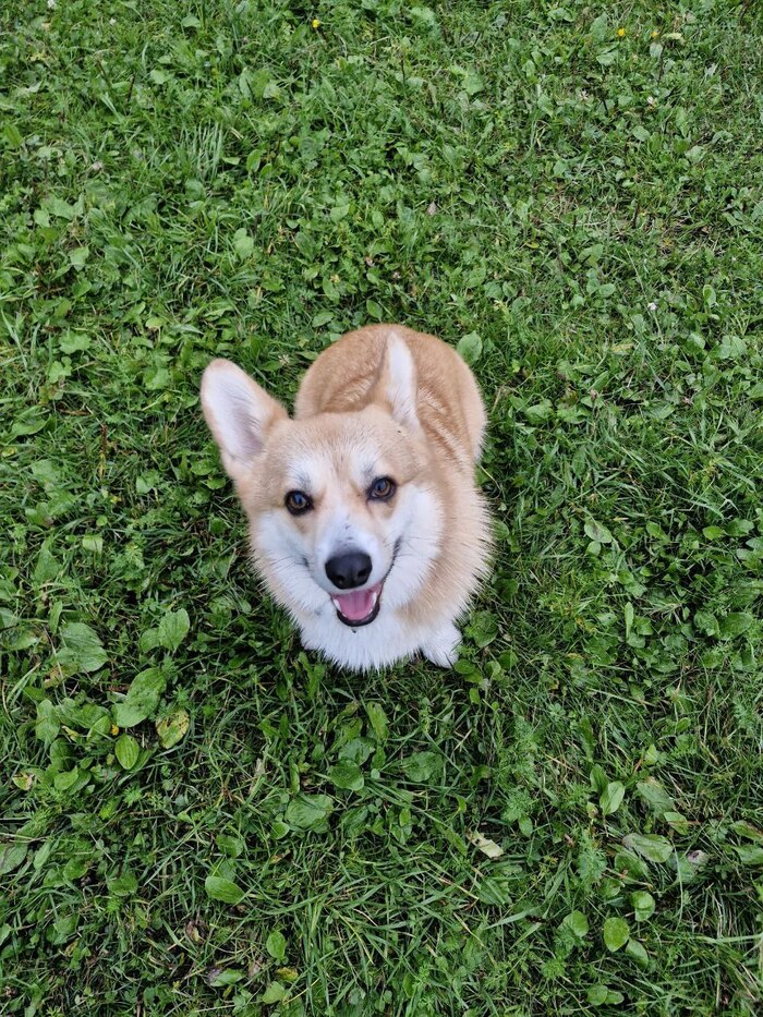 Вторая довольная собака