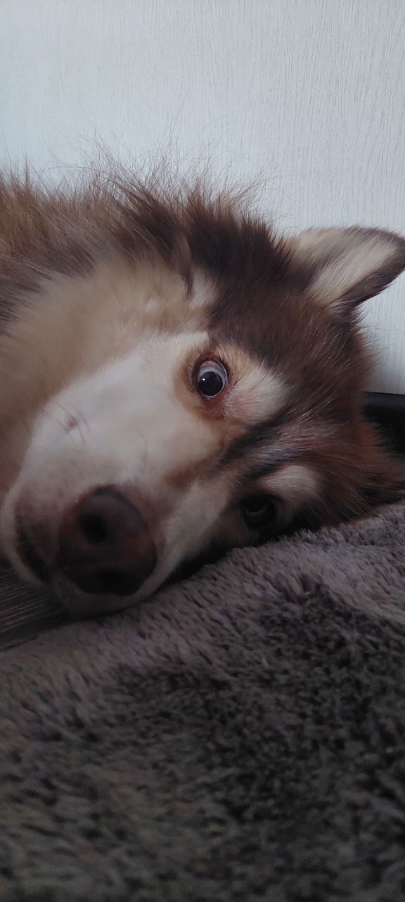 …еще и сытый))