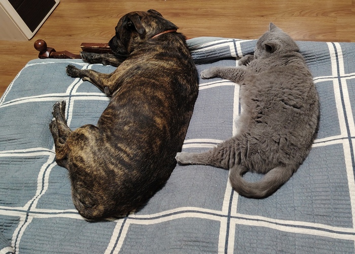 Нагулялись и спят