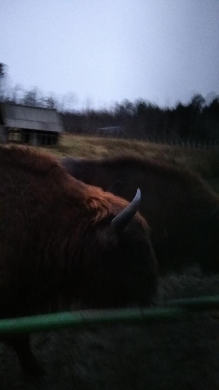 Ответ на пост,,Мой лучший кадр,,.Сделан в Беловежской пуще