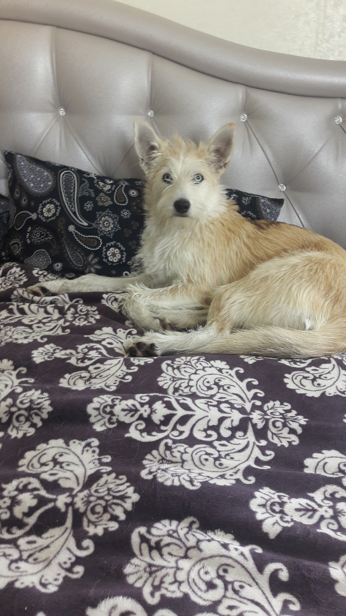 Не все так везёт: первая собака и сразу дворняжка! :)