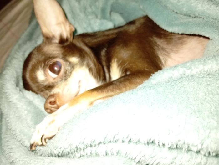 Ответ на пост «Довольная собака»