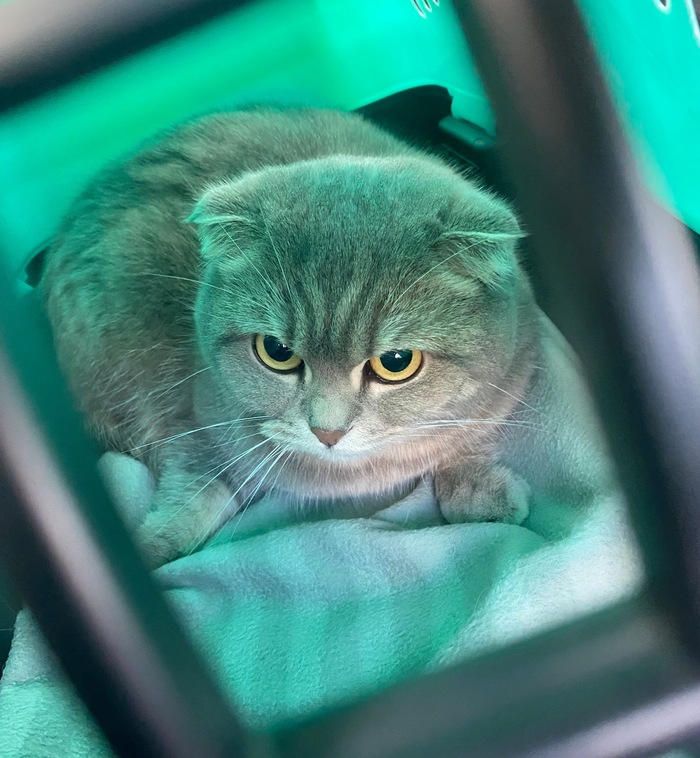 У ветеринара