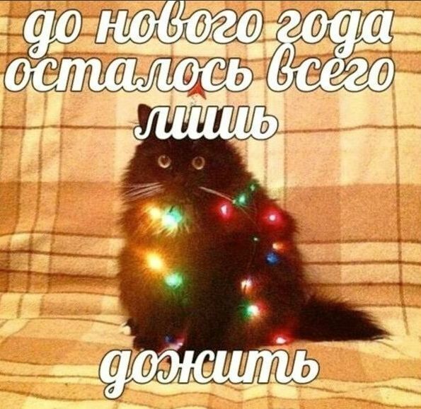 Как пережить декабрь и не сойти с ума