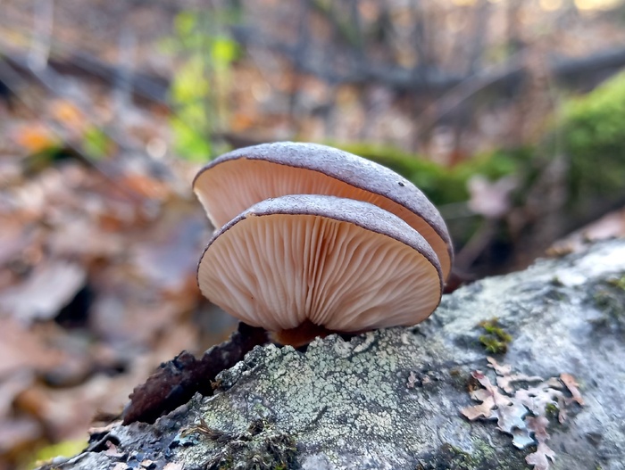 Фото С. Кривошеева.