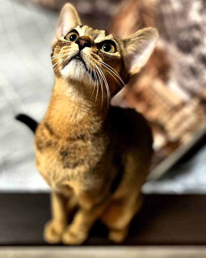 Высота для абиссинца - не каприз, а способ снизить тревожность: как работает мозг квартирного леопарда