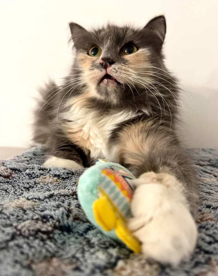 Скромная кошечка Анфиса ищет дом!