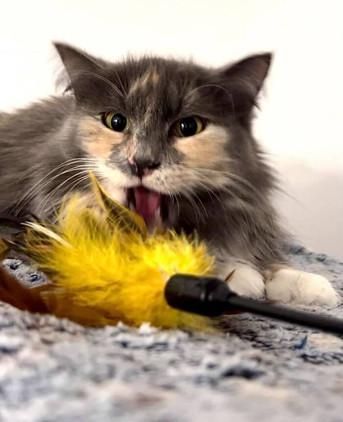 Скромная кошечка Анфиса ищет дом!