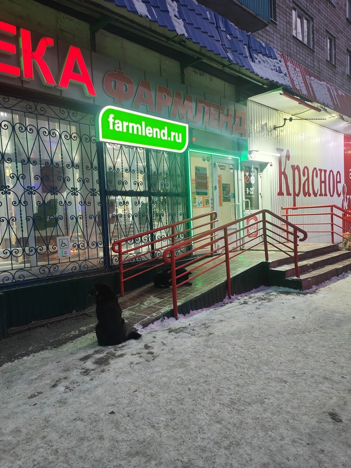 Вроде не бросаются ни на кого. 11.12.2025.