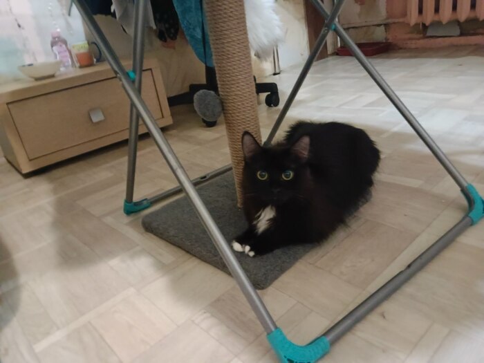 Прошу помощи, помогите найти любимого кота