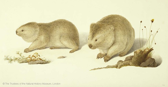 Вомбат обыкновенный, акварель Фердинанда Бауэра. Фото с сайта <!--noindex--><a href="https://pikabu.ru/story/botanicheskaya_illyustratsiya_khudozhniki_bauyeryi_13495878?u=http%3A%2F%2Fnhm.ac.uk&t=nhm.ac.uk&h=c4179ed5ab3afa242df88dbdb0e0de78b4a67a10" title="http://nhm.ac.uk" target="_blank" rel="nofollow noopener">nhm.ac.uk</a><!--/noindex-->.