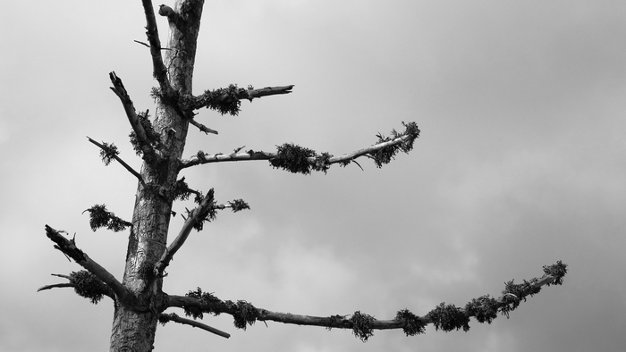 Мертвое дерево на вершине.