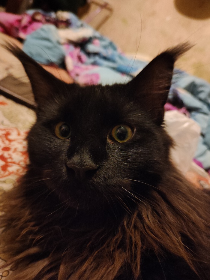 Ответ на пост «Моя лучшая фотография кота»