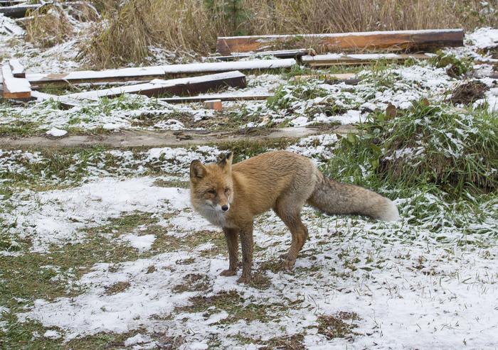 Старый лис, пришел проверить, нет ли чем поживится