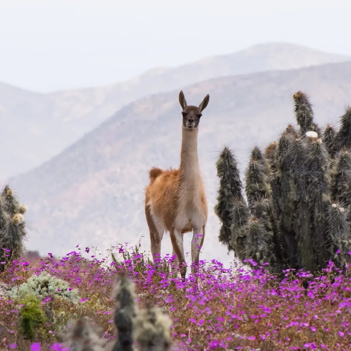 Красота Чили