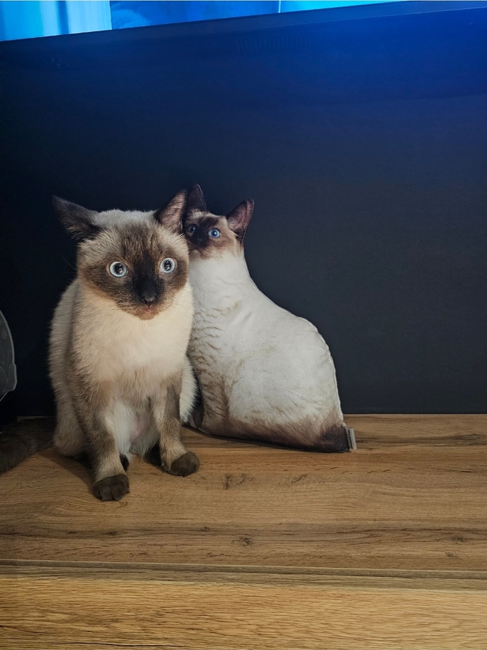 Ответ на пост «Моя лучшая фотография кота»