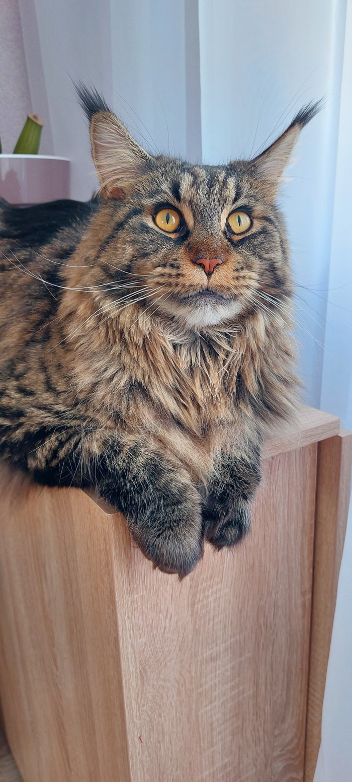 Ответ на пост «Моя лучшая фотография кота»