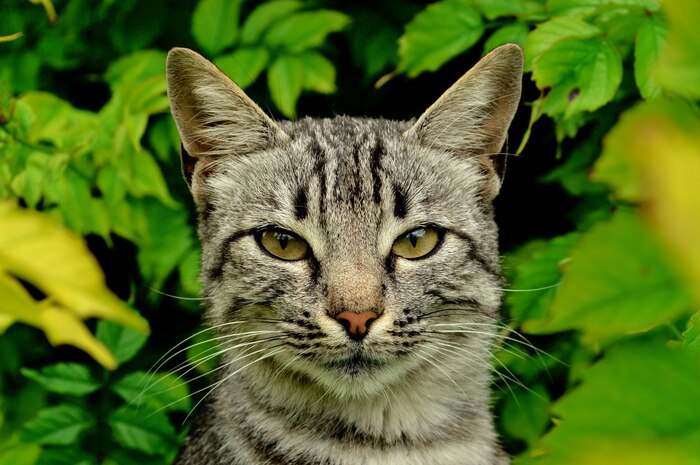 Ответ на пост «Моя лучшая фотография кота»