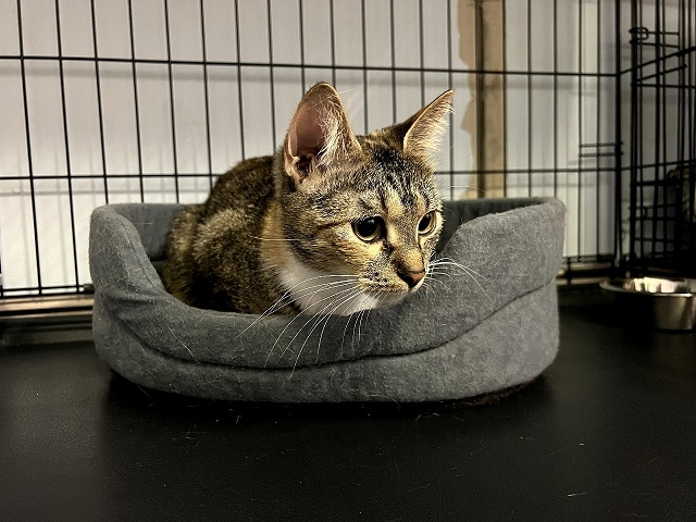 Марфа опять в приюте