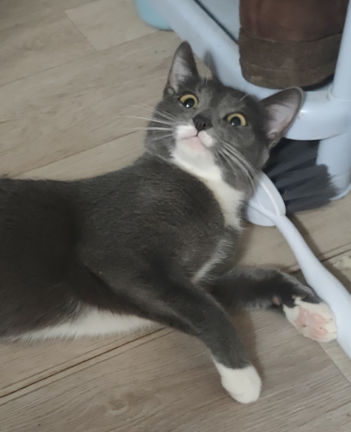 Ответ на пост «Моя лучшая фотография кота»