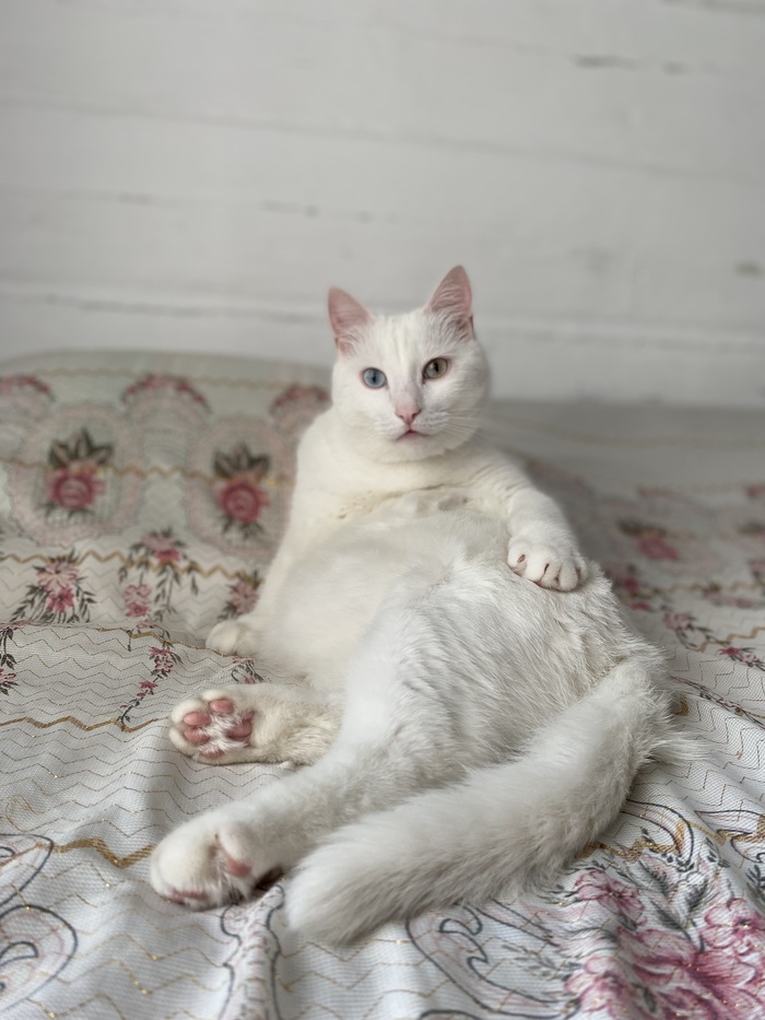 Фото сделано на даче, коту там раздолье 😍