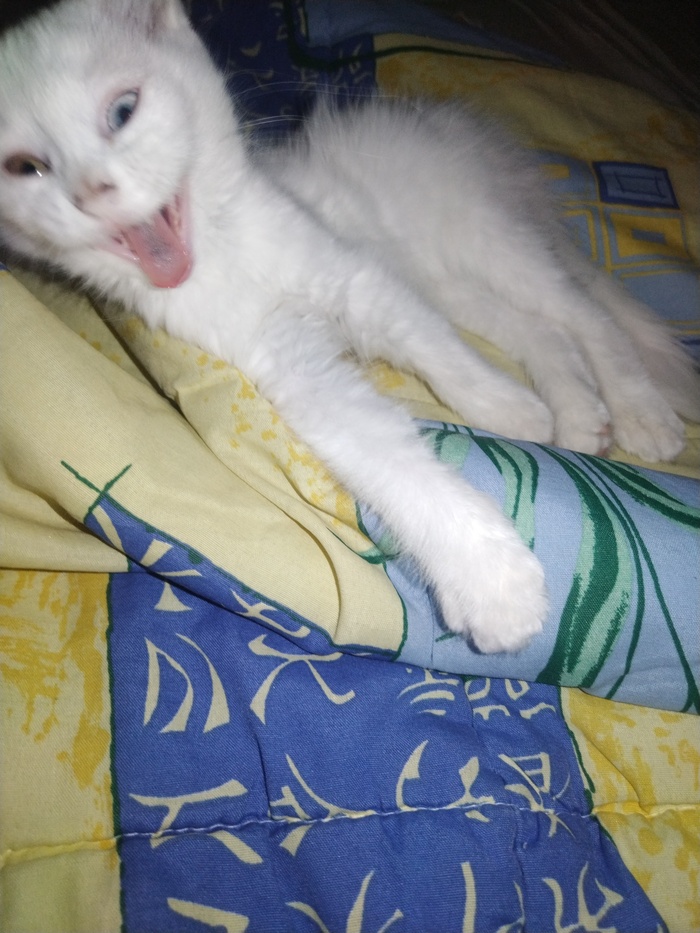 Ответ на пост «Моя лучшая фотография кота»