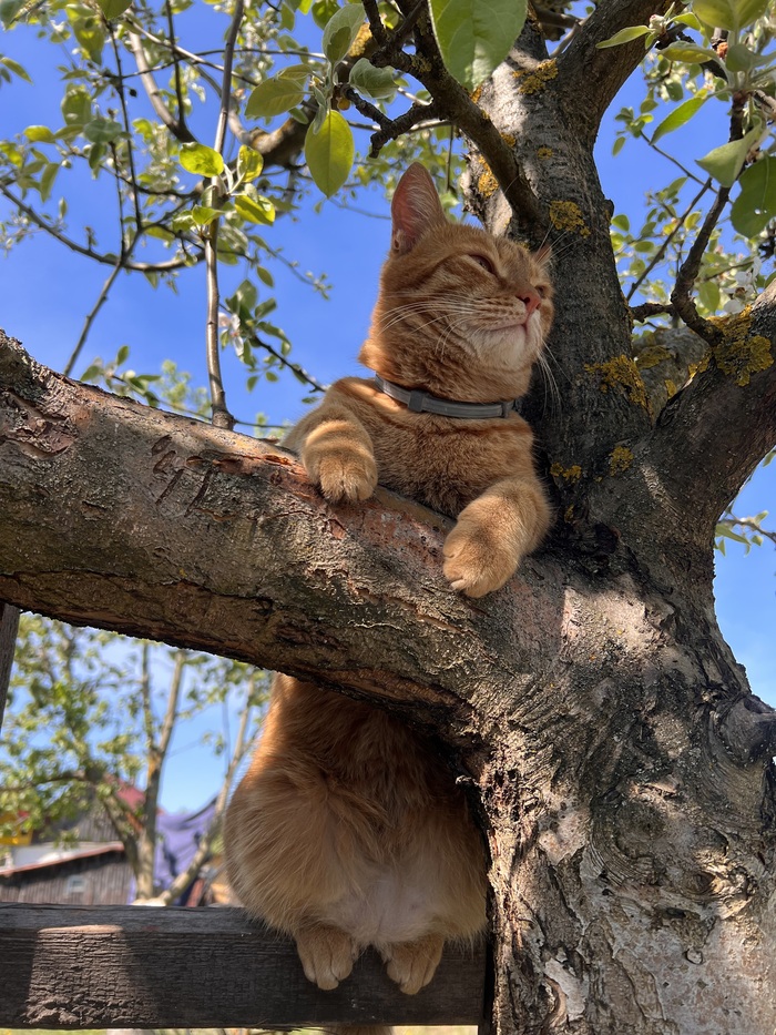 Ответ на пост «Моя лучшая фотография кота»