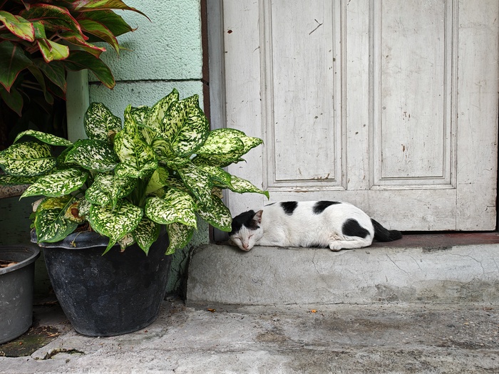 Котэ в Бангкокских пикулях....Территориально в районе Суравонг роуд....