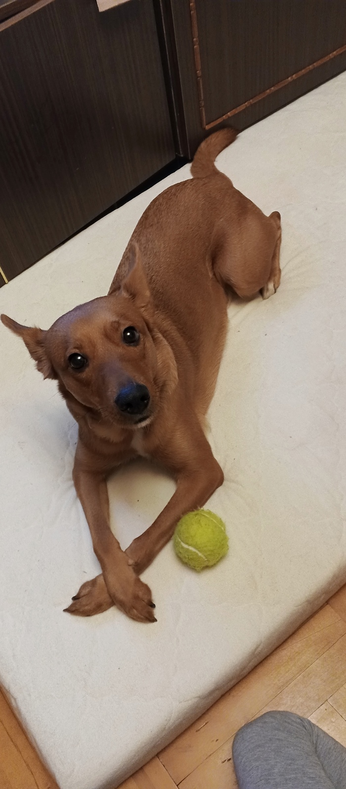 Моя лучшая фотография собаки