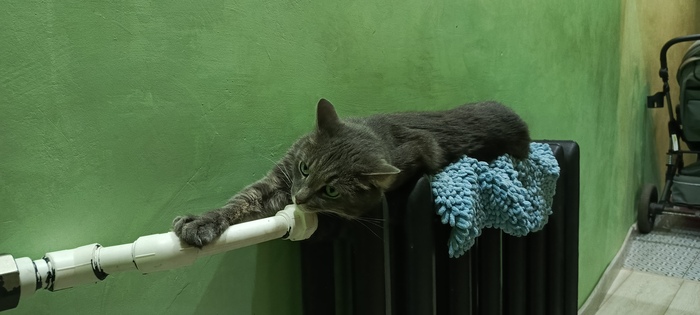 Ответ на пост «Моя лучшая фотография кота»