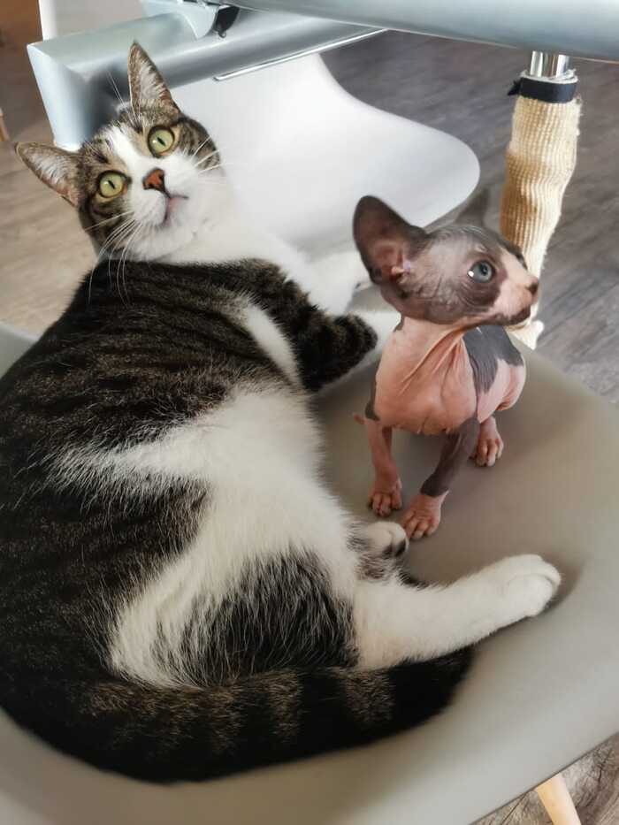 Никуда не убежать от этой милоты