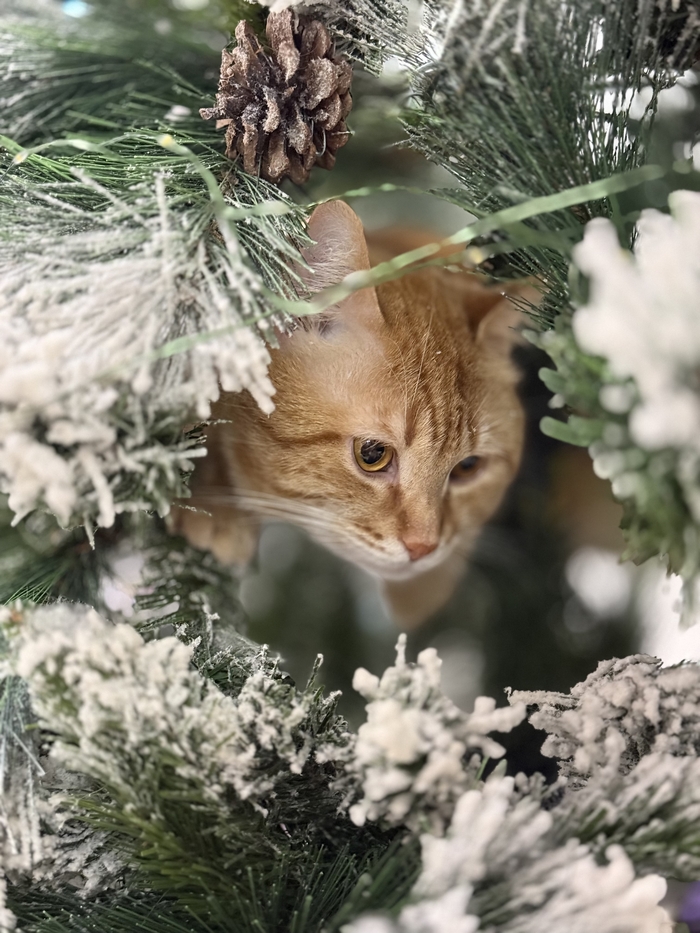 Ответ на пост «Моя лучшая фотография кота»