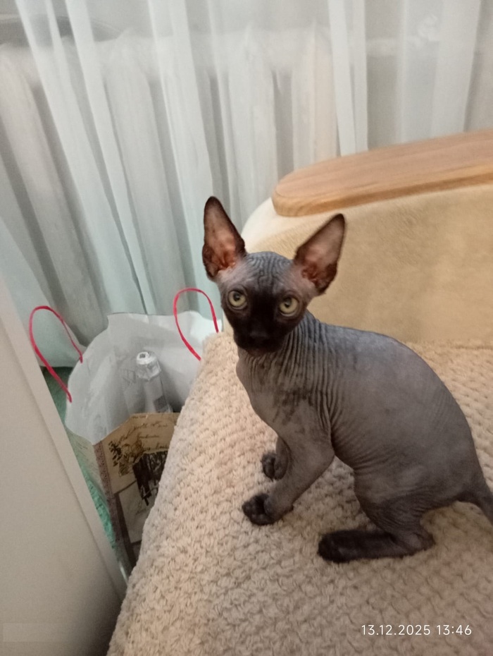 Ответ на пост «Моя лучшая фотография кота»