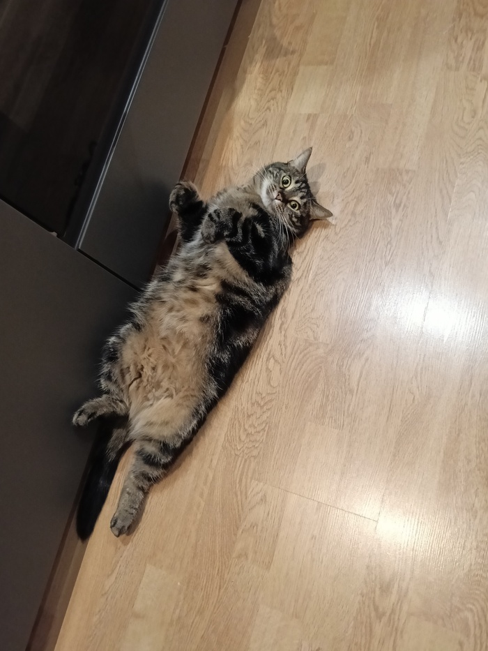 Ответ на пост «Моя лучшая фотография кота»