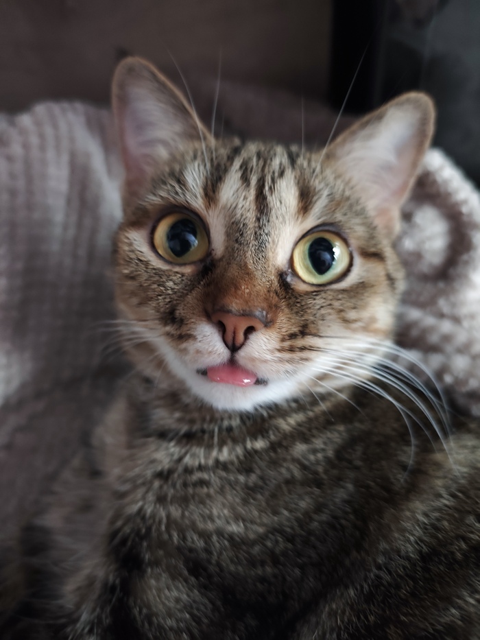 Моя лучшая фотография кота