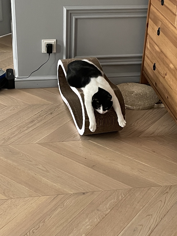 Мое лучшее фото кошки