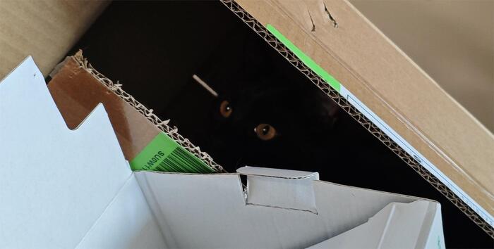 Ответ на пост «Моя лучшая фотография кота»