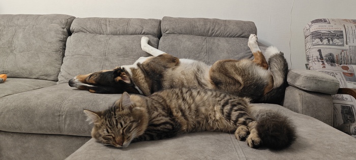 Моя лучшая фотография кота