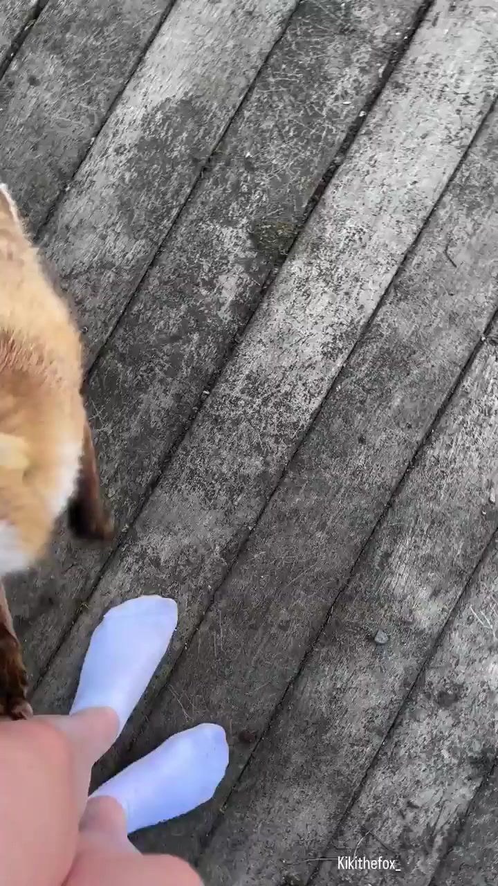 Foxes are like cats, but with ADHD. - Humor, Vertical video, Short videos, Fox, Telegram (link), Video