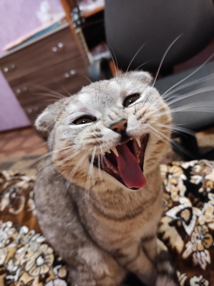 Ответ на пост «Моя лучшая фотография кота»