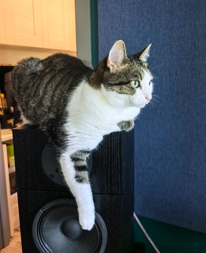 Ответ на пост «Моя лучшая фотография кота»