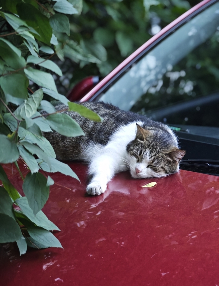 Ответ на пост " Моя лучшая фотография кота"