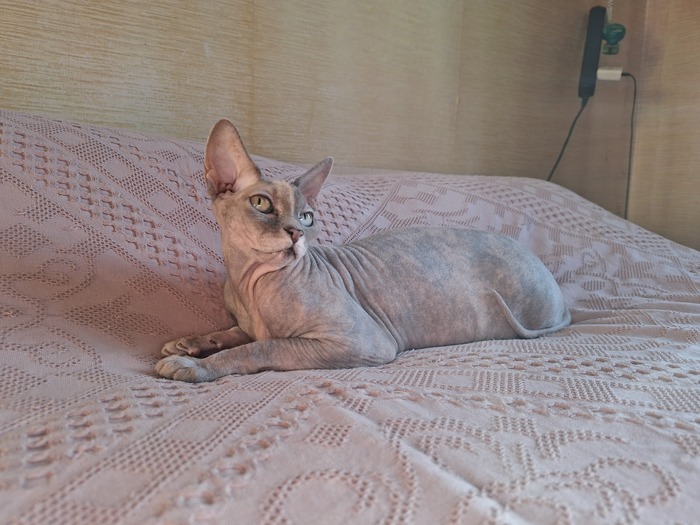 Ответ на пост «Моя лучшая фотография кота»