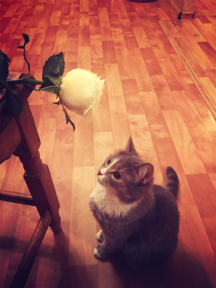 Ответ на пост «Моя лучшая фотография кота»