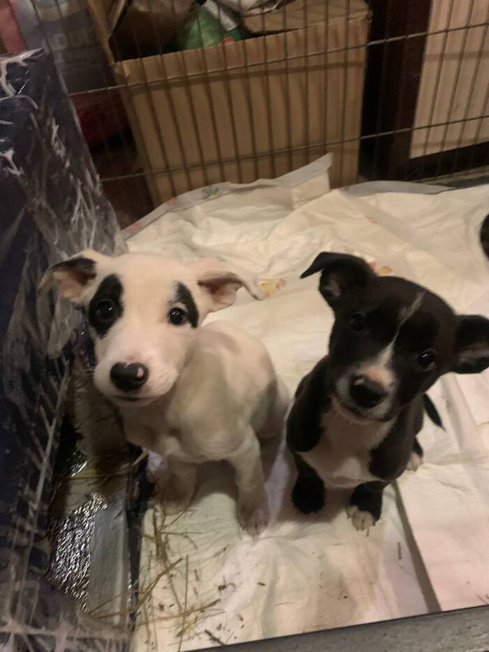 Где же наша мама? Найдись поскорее. Мы тебя очень ждём.