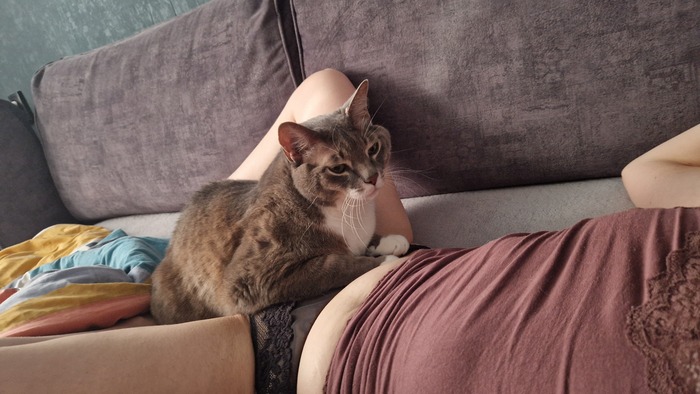 Ответ CAA76 в «Моя лучшая фотография кота»