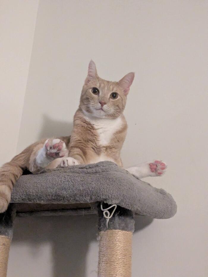 Моя лучшая фотография кота